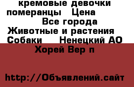 кремовые девочки померанцы › Цена ­ 30 000 - Все города Животные и растения » Собаки   . Ненецкий АО,Хорей-Вер п.